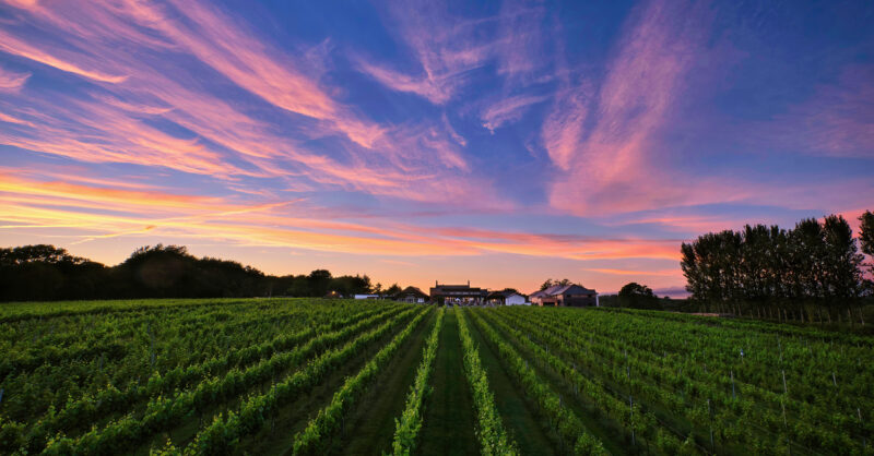 Llanerch Vineyard